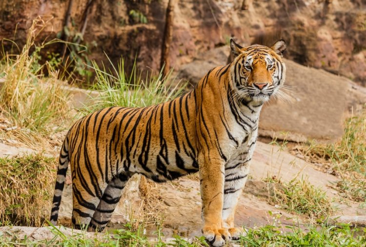 Viral! Seekor Harimau Hadang Sebuah Eskavator di Area Perkebunan Sawit di Sumatera Barat