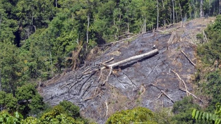 Masyarakat Mentawai Gelar Aksi Seminggu, Teriak Hutan Dirampas