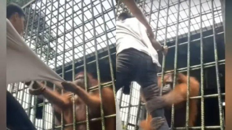 Viral! Demi Konten, Seorang Pria Ditarik Orang Utan Di Kebun Binatang Riau