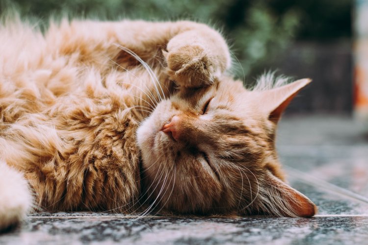 Hati-Hati! Jamur Ringworm Kucing Bisa Menular ke Manusia