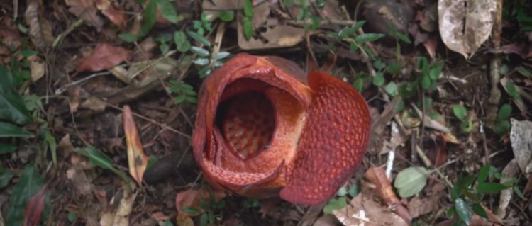 Tumbuh Perdana Diluar Habitat, Bunga Rafflesia Arnoldii Mekar di Kebun Raya Bogor