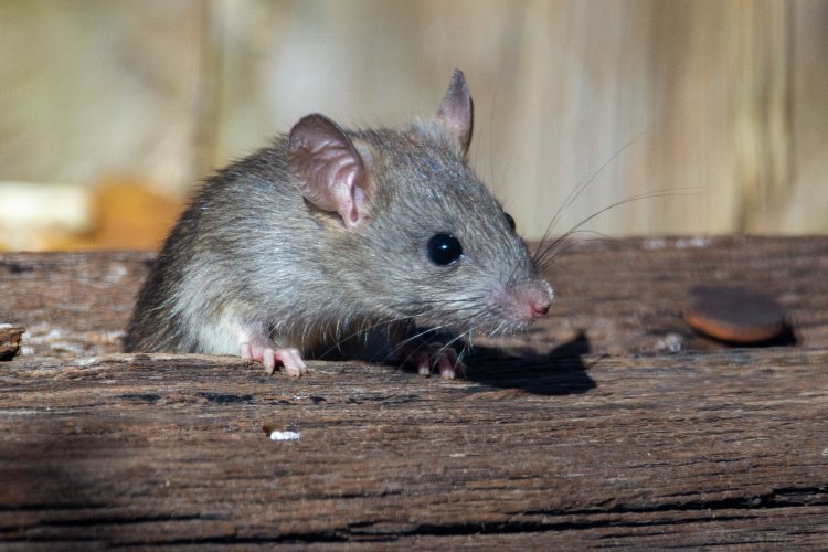 55 Warga Jateng Meninggal Dunia Karena Kencing Tikus, Simak Gejala Leptospirosis!
