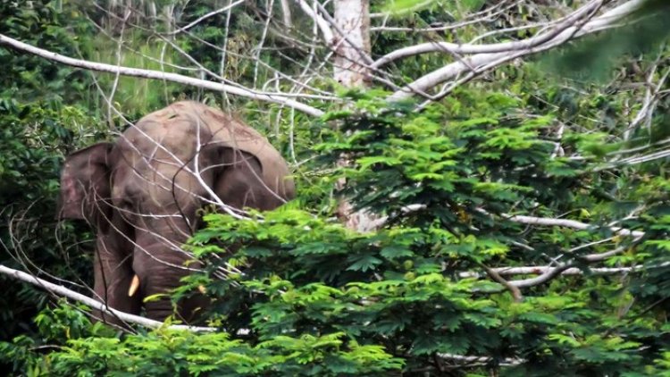 Usai Usir Gajah, Petani di Aceh Malah Tewas Terinjak