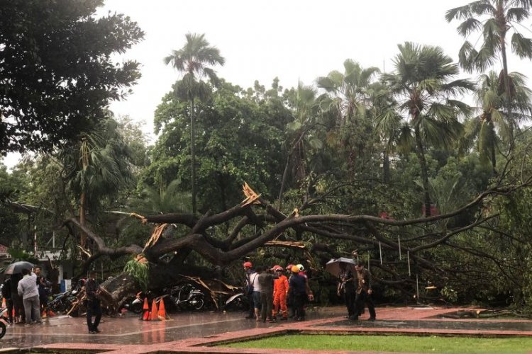 Korban Pohon Tumbang Di Jakarta Bisa Ajukan Santunan Rp 50 Juta