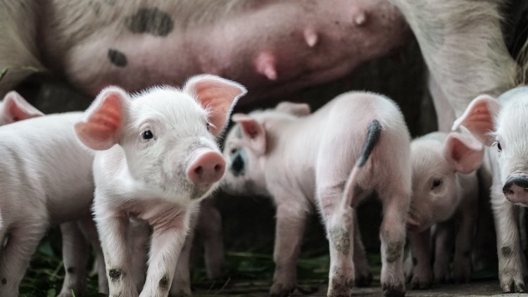 China Krisis Stok Daging Babi, Terungkap Penyebabnya!