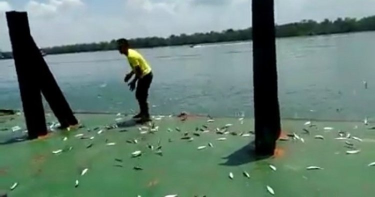 BMKG Beri Penjelasan Soal Ikan Naik Ke Daratan Di Pantai Citepus