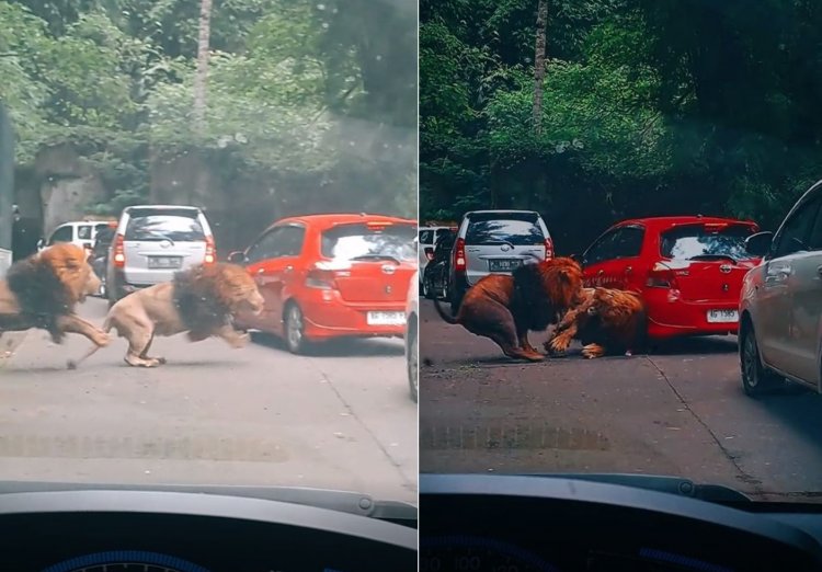 Dirut Taman Safari: Mobil Pengunjung yang Ditabrak 2 Ekor Singa Dapat Asuransi
