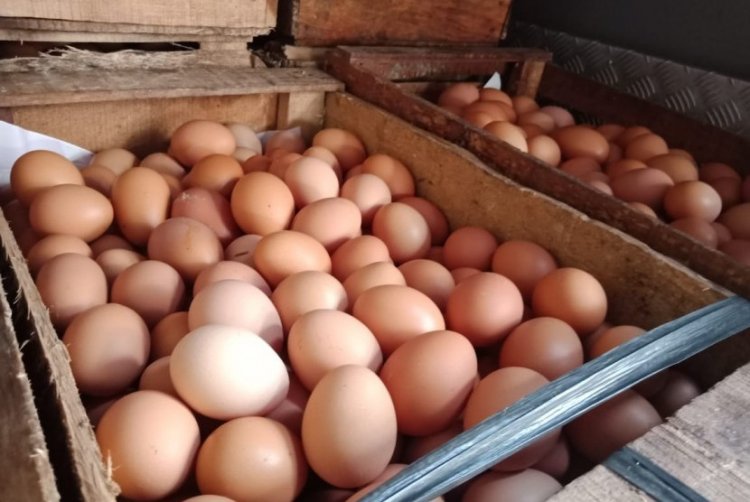 Harga Telur di AS Lebih Mahal Daripada Daging Sapi