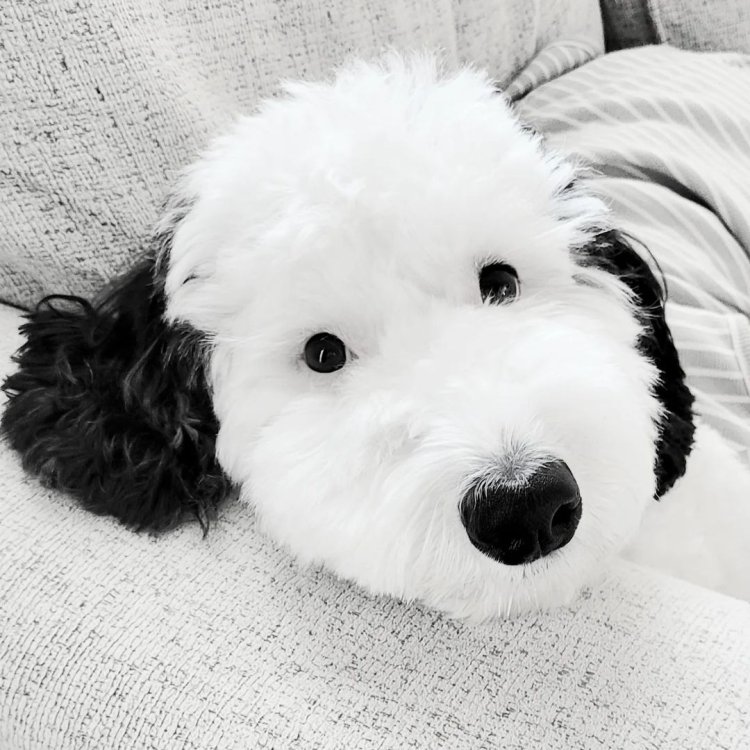 Bayley, Sosok Anjing Nyata Karakter Snoopy