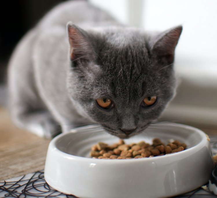 7 Rekomendasi Makanan Kucing Murah yang Berkualitas