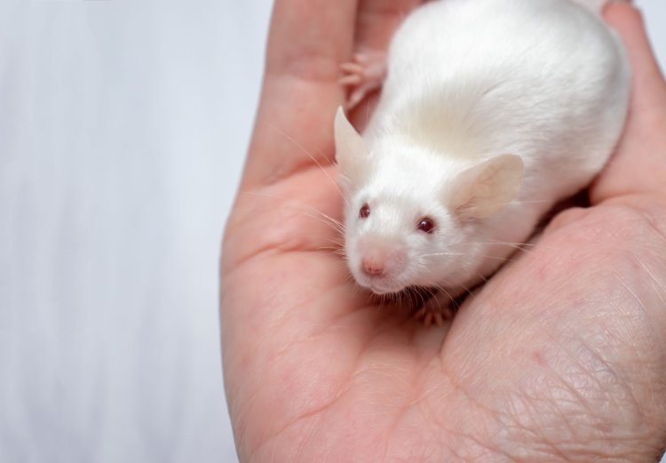 Fenomena Unik di Prancis: Warga Diminta Hidup Damai Dengan Tikus