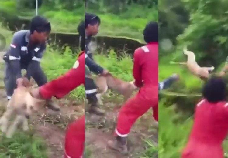 3 Pelaku Pelempar Anjing ke Sungai Berisi Buaya Dipecat Perusahaan