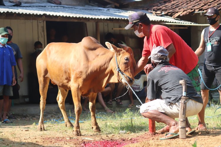 Tata Cara Menyembelih Hewan Qurban Menurut Syariat Islam