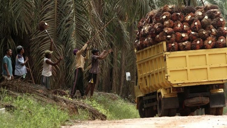 Eropa Pakai Cara Ini Untuk Bunuh Petani Sawit Indonesia