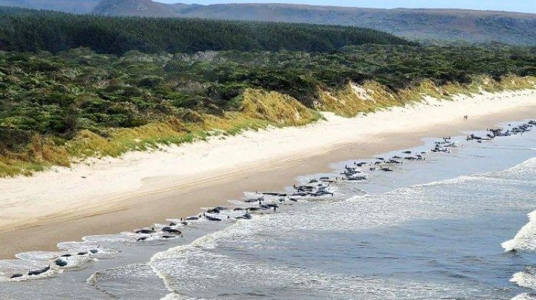 50 Paus Pilot Mati Terdampar di Laut Australia