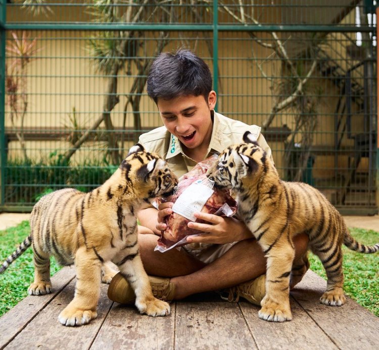 Alshad Ahmad Buka Suara Soal Penyebab Kematian Bayi Harimau