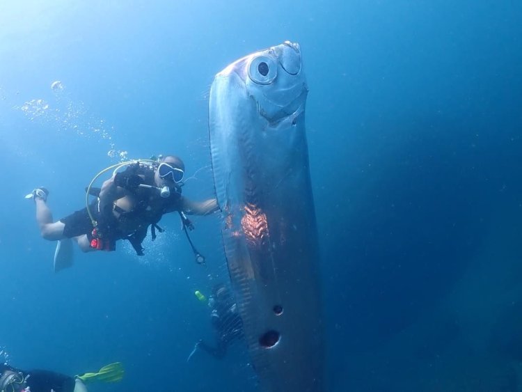 Heboh Kemunculan Ikan Kiamat Yang Ditemukan di Laut Taiwan