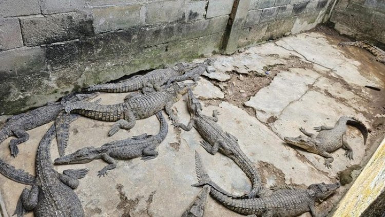 Pelihara 58 Buaya di Samping Rumah, Polisi: Penangkaran Ilegal