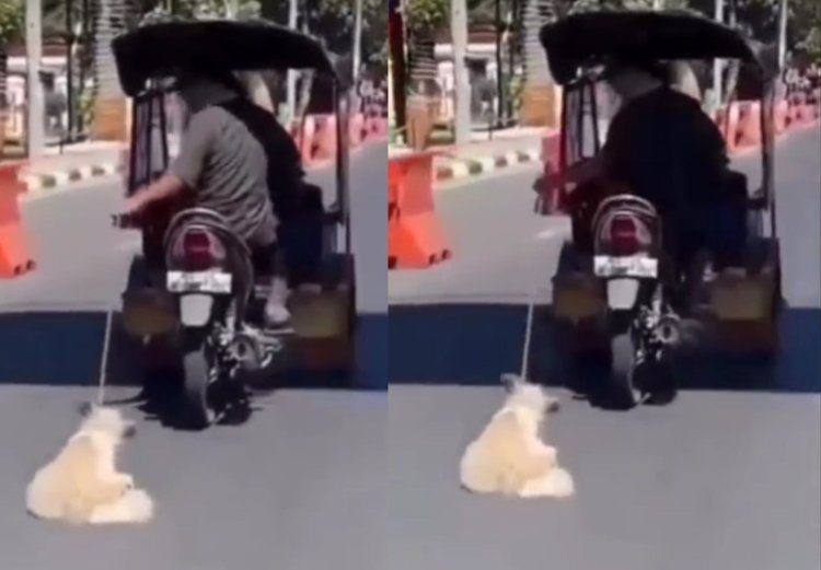 Viral! Bentor di Makassar Tega Seret Anjing di Jalanan Aspal