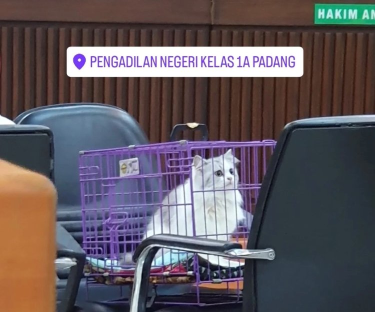 Kucing yang Dicekoki Minuman Keras di Padang Hadir Saat Sidang