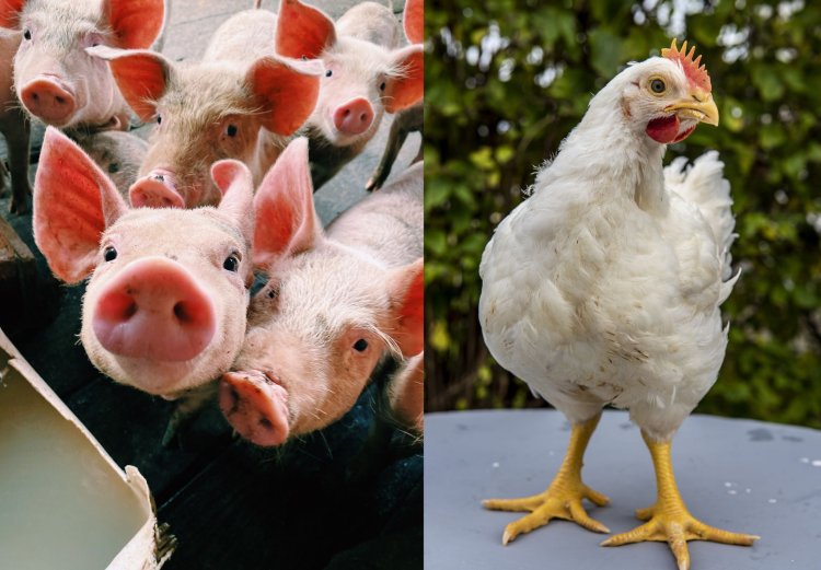 Babi dan Ayam di Uganda Diberi Minum Obat HIV Agar Gemuk