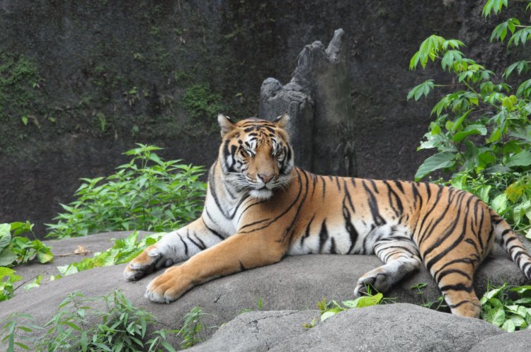 Taman Safari Bogor