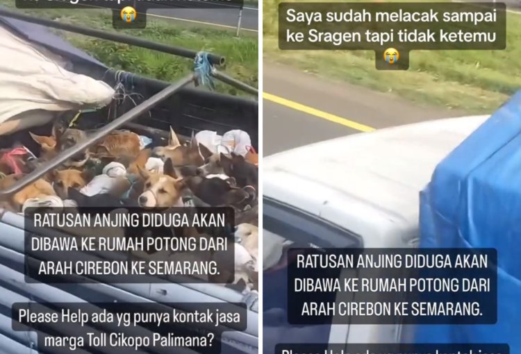 Viral! Truk Angkut Anjing, Diduga Mau Dibawa ke Rumah Jagal