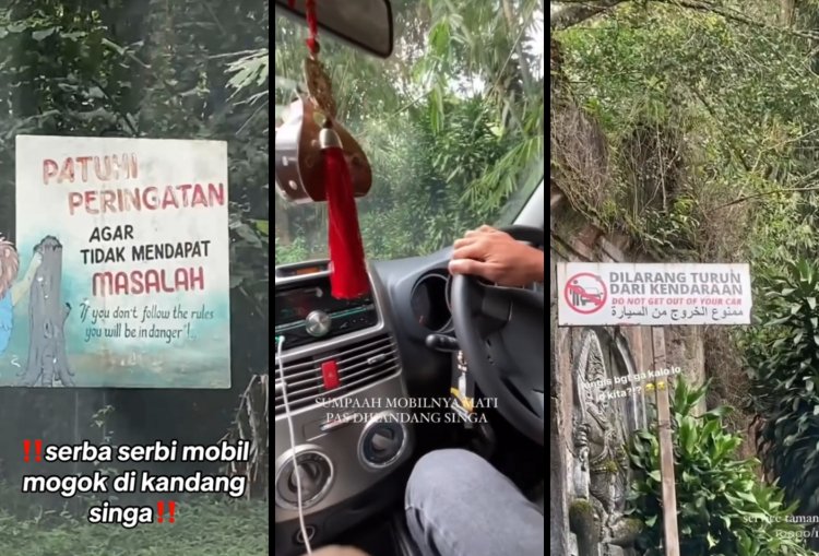 Viral Mobil Pengunjung Taman Safari Mogok di Kandang Singa, Netizen: Panik Dikit Ga Ngaruh