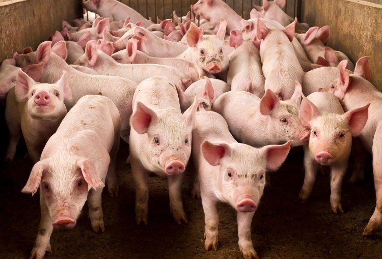 Babi yang Mati Mendadak di Sikka, NTT Akibat Flu Afrika Terus Bertambah