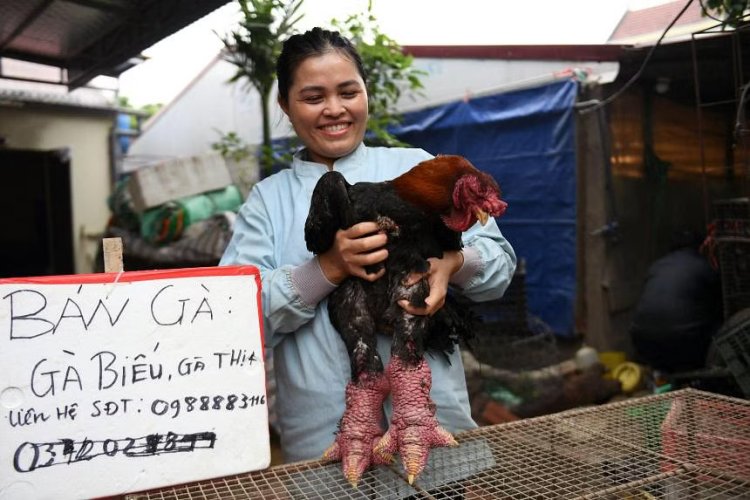 Wow! Harga Ayam Vietnam Ini Capai Rp39 Juta, Rasanya Gurih Bukan Kepayang