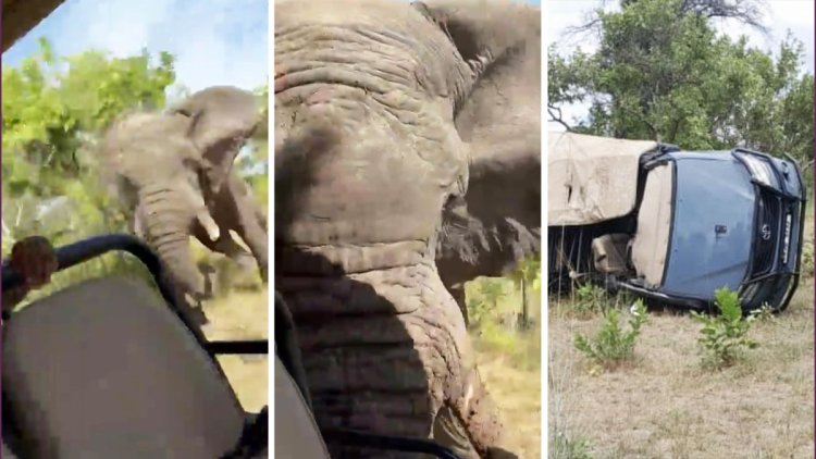 Gajah Kejar dan Serang Mobil Turis Hingga Hancur, 1 Orang Tewas