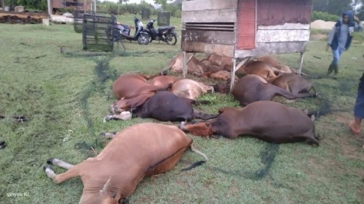 17 Ekor Sapi di Aceh Mati Disambar Petir