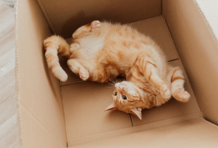 Waduh! Kucing Masuk Kardus Paket Terbawa Kurir 6 Hari Masih Hidup