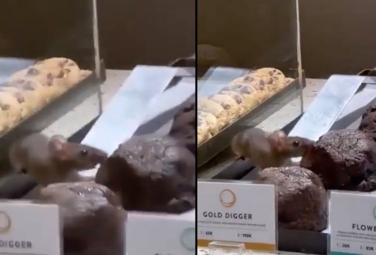 Dough Lab Ganti Semua Alat Dapur Usai Viral Ada Tikus Makan Kookies di Etalase Produk