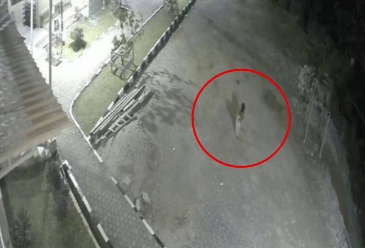 Harimau Tertangkap CCTV Sedang Berkeliaran di Halaman Masjid Solok Sumbar