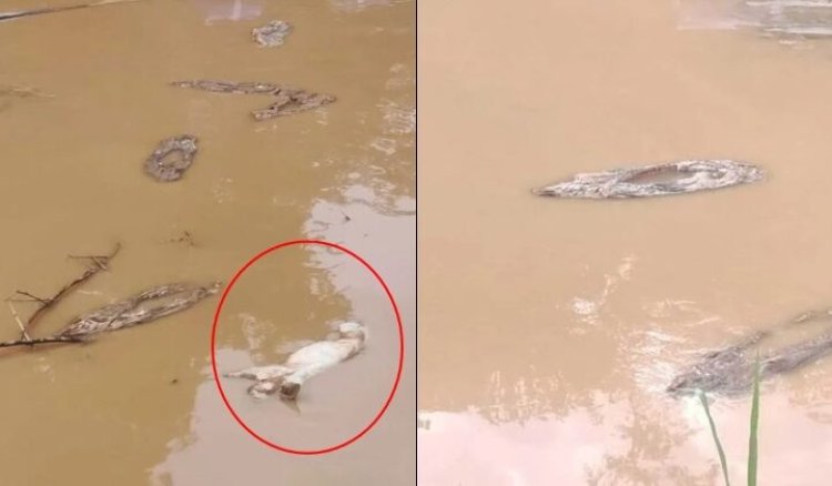 Viral Daging Babi Dibuang ke Sungai, 30 Nelayan Tak Kerja dan Takut Ikan Jadi Haram