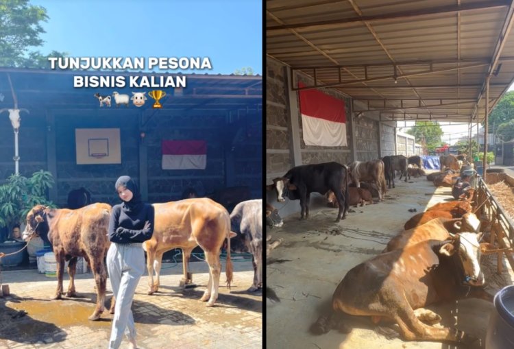 Kisah Gadis Lulusan Universitas Jepang , Pulang Kampung Jualan Kambing