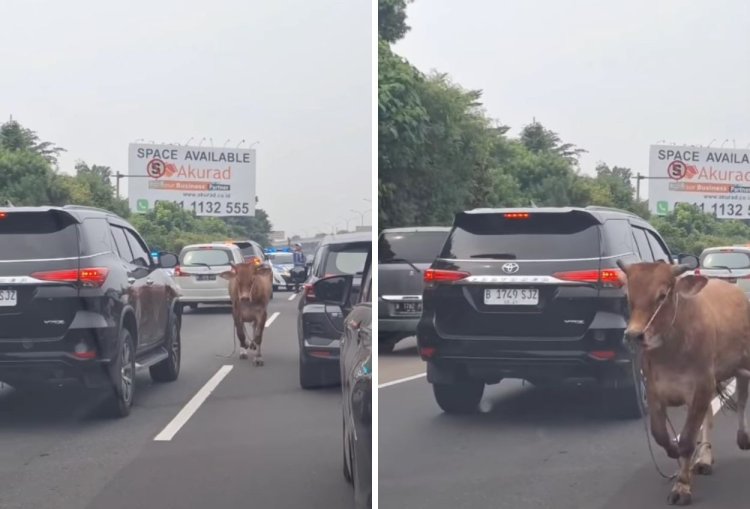 Sapi Lepas di Tol Jagorawi, Lalin Sempat Macet Petugas Kewalahan Evakuasi