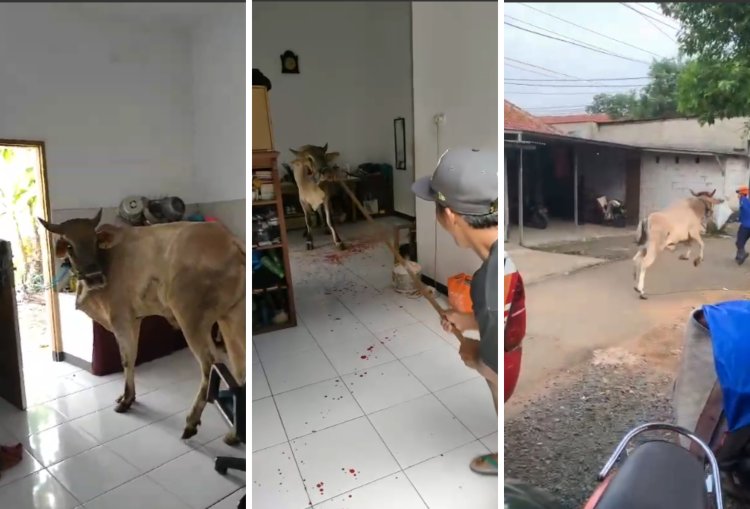 Viral! Sapi Kurban Kabur di Depok Sebabkan Sejumlah Warga Luka-luka