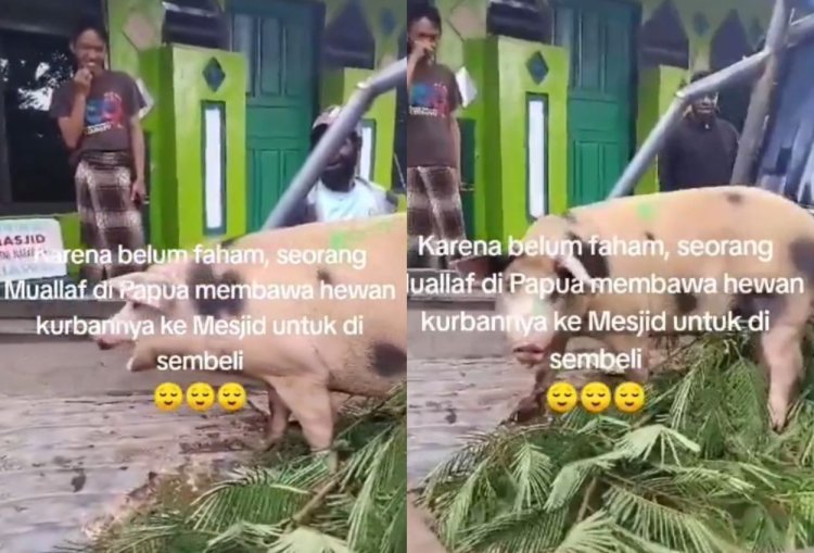 Viral! Ustaz di Papua Bingung Dapat Babi untuk Kurban, Pengirimnya Ternyata Baru Mualaf