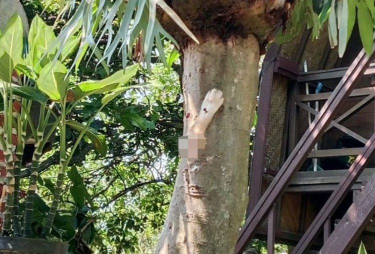 Viral! Kucing Dipaku di Pohon Perumahan Malang