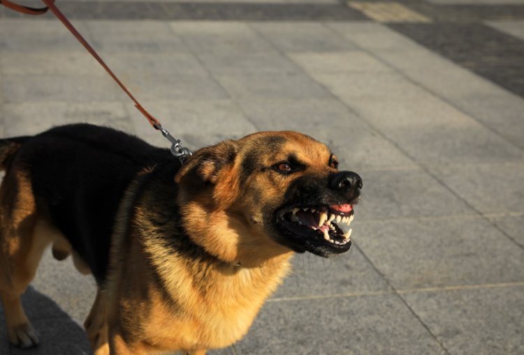 Tentara Israel Kirim Anjing Israel untuk Serang Nenek Palestina hingga Cedera Serius