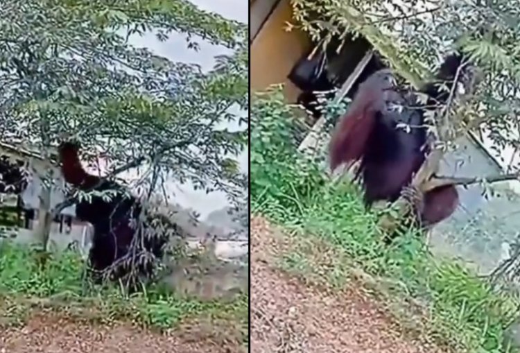 Viral! Orang Utan Raksasa Terciduk Kamera di Kalimantan Timur