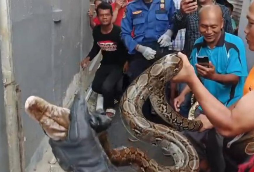 Sempat Mampet, Ternyata Ada Ular Sanca 4 Meter di Saluran Air Warga Bogor