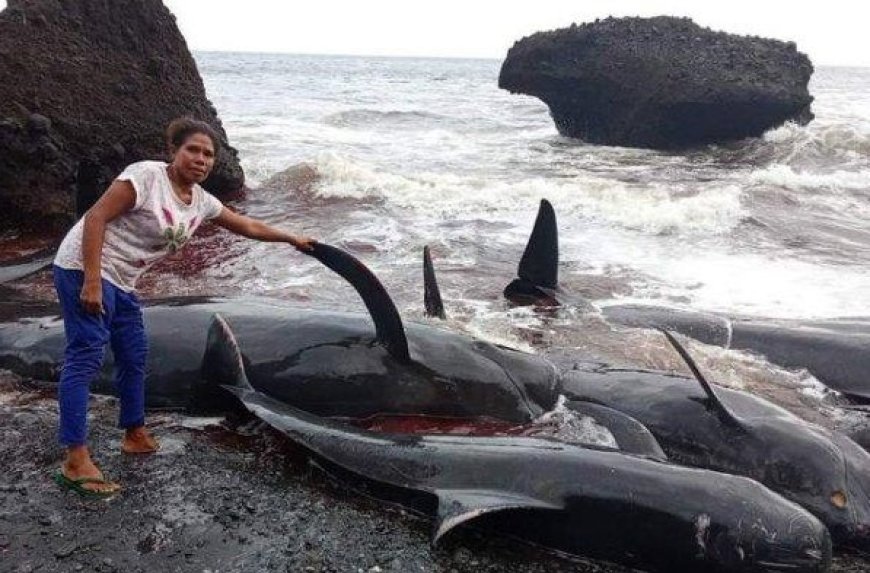 Puluhan Paus Terdampar dan Mati di Pesisir Perairan NTT