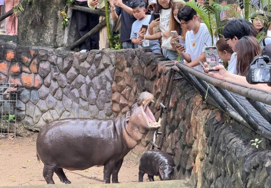 Imbas Bayi Kuda Nil yang Viral, Pengunjung Kebun Binatang Thailand Tembus 12 Ribu