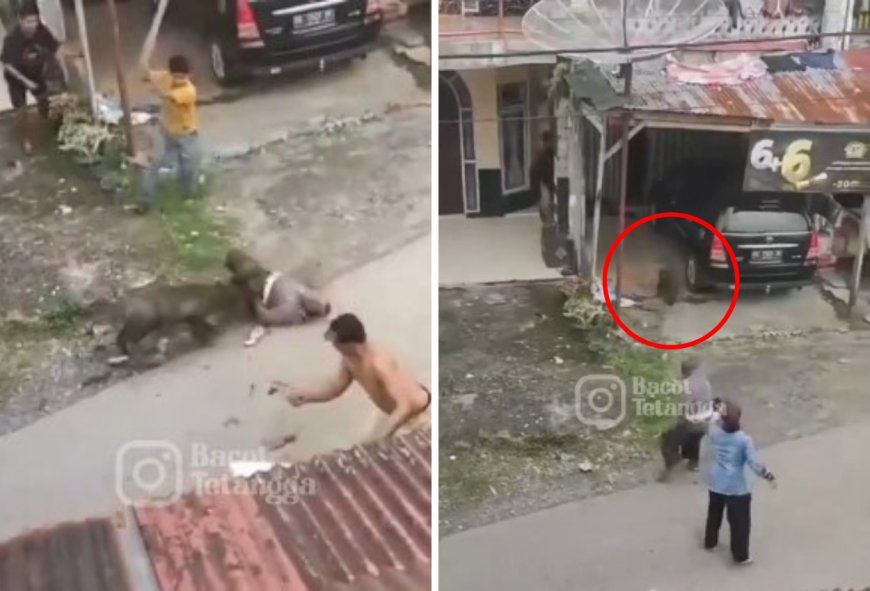 Viral Babi Ngamuk Serang dan Gigit Warga Sungai Geringging, 2 Orang Luka-luka