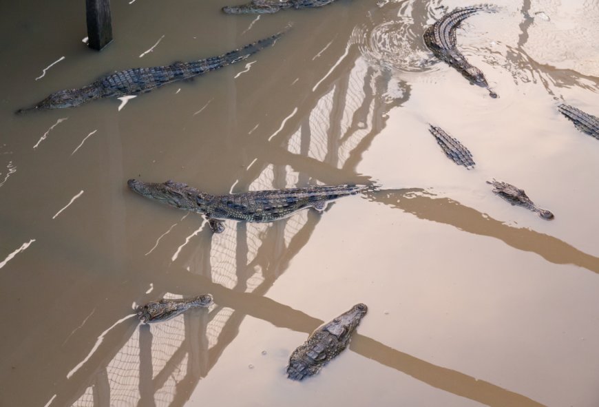 Akibat Penangkaran Jebol, Buaya Ukuran 3-5 Meter Berkeliaran di Cianjur