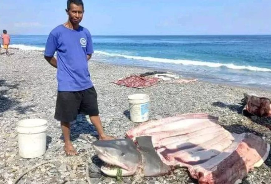 Nelayan di Liquica Temukan Potongan Tubuh Seorang Perempuan di dalam Perut Ikan Hiu