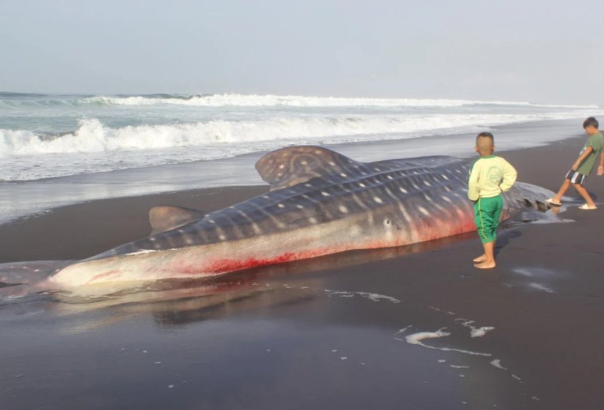 Hiu Tutul Sepanjang 7 Meter Ditemukan Terdampar di Pantai Drajid Lumajang